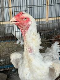 White Sdhamo aseel Female