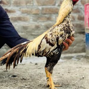 Pakistani fighter aseels